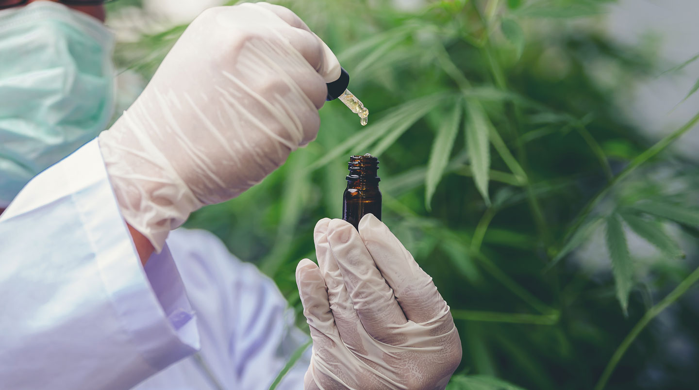 Gros plan extrême sur les cristaux de trichomes d'une fleur de cannabis avec un arrière-plan flouté en bokeh naturel