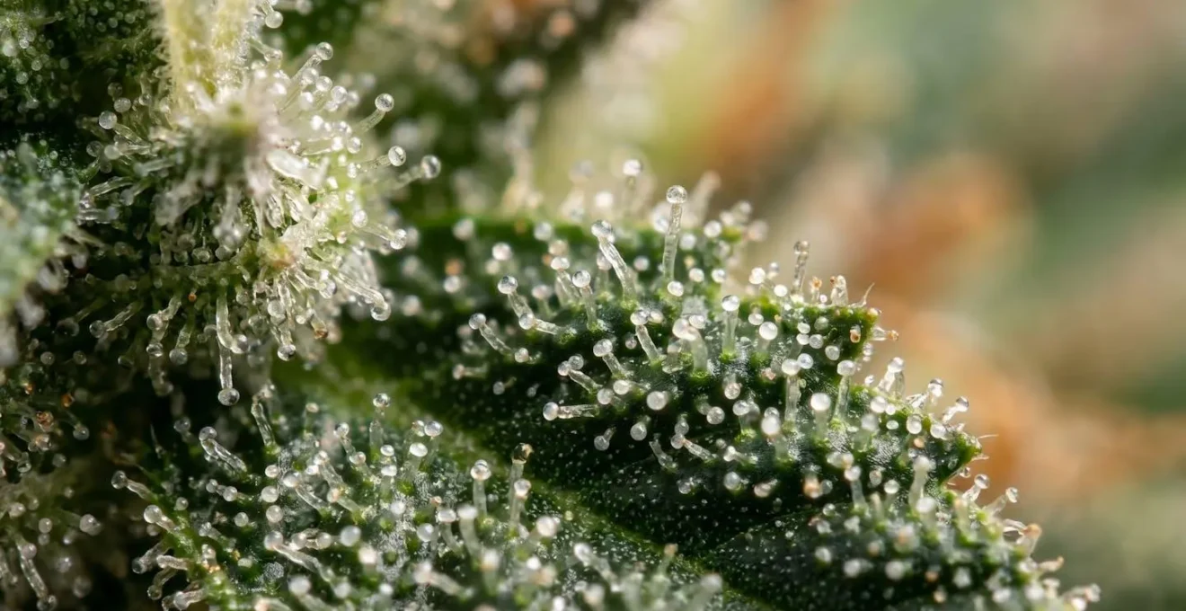 Gros plan extrême sur les cristaux de trichomes d'une fleur de cannabis avec un arrière-plan flouté en bokeh naturel